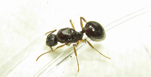 일본장다리개미(대군체)