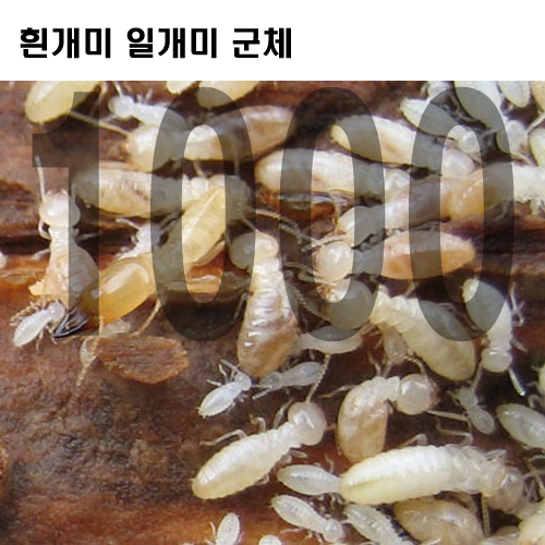 흰개미 일개미 (1000마리)