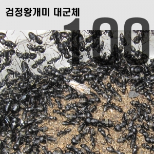 검정왕개미 대군체(100)