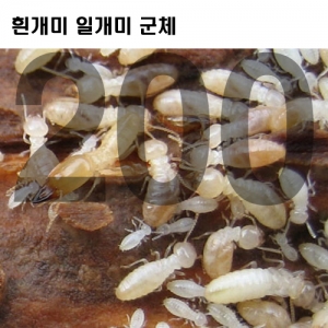 흰개미 일개미 (200마리)